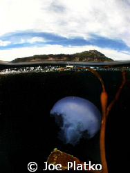 Moon jelly floating in the kelp at south Monastery Beach,... by Joe Platko 